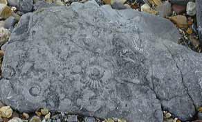 Fossils on the beach at Lyme Regis