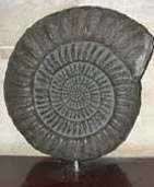 A large ammonite